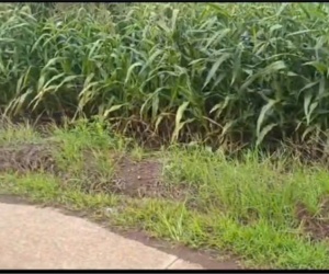 ĐẤT ĐẸP – GIÁ TỐT - Chính Chủ Bán Đất  Xã Lang Minh, Huyện Xuân Lộc, Đồng Nai