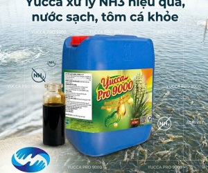 YUCCA NƯỚC: ổn định chất lượng nước ao nuôi thủy sản