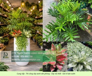 Thiết kế thi công cây xanh văn phòng Long Thành Đồng Nai