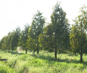 BÁN ĐẤT LÀM NHÀ VƯỜN