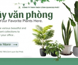 Dịch Vụ Chăm Sóc Cây Xanh Văn Phòng – Tòa Nhà Tại Đồng Nai