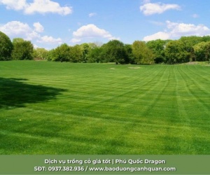 Giải pháp cỏ sân golf chuyên nghiệp - Nâng tầm đẳng cấp sân golf 