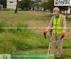 DỊCH VỤ CẮT CỎ – CƯA CÂY BÌNH DƯƠNG | NHANH CHÓNG – AN TOÀN – CHUYÊN NGHIỆP