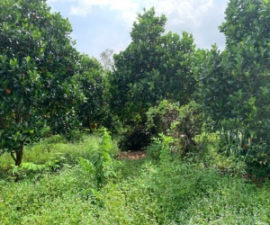 Chính chủ bán 5.380m2 đất Nghĩa Thành, sát Sonadezi Suối Nghệ, giá 8 tỷ, chỉ 1,49 triệu-m2